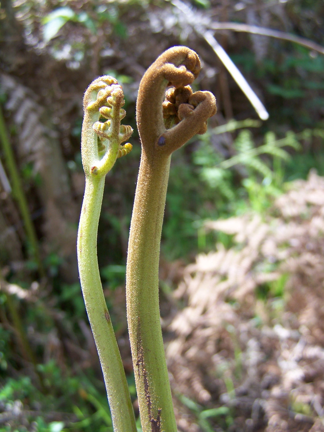 سرخس کاداتوم